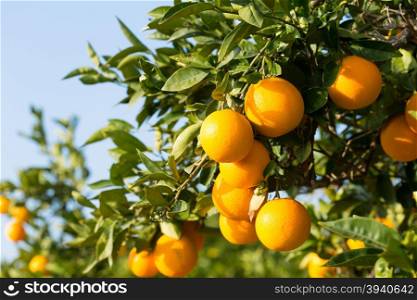 Trees with orange typical in the province of Valencia, Spain
