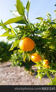 Trees with orange typical in the province of Valencia, Spain