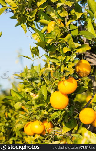 Trees with orange typical in the province of Valencia, Spain