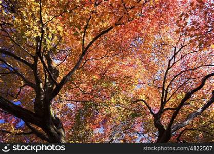 Trees with red and yellow autumn leaves