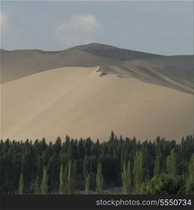 Trees with sand dunes at Mingsha Shan, Dunhuang, Jiuquan, Gansu Province, China