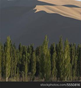 Trees with sand dunes at Mingsha Shan, Dunhuang, Jiuquan, Gansu Province, China
