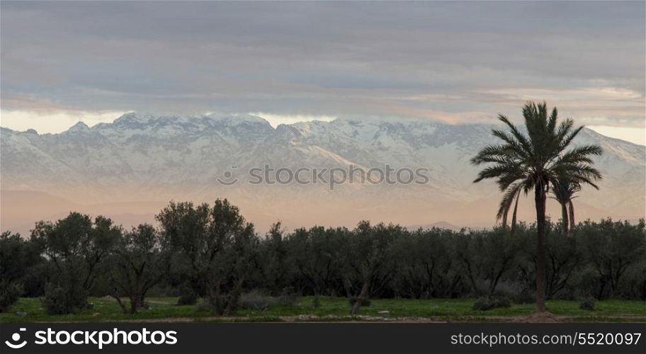 Trees with snow covered mountains in background, Atlas Mountains, Marrakesh, Morocco