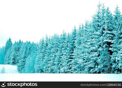 trees with snow in winter