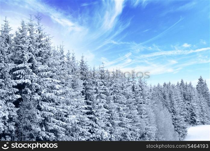 trees with snow in winter