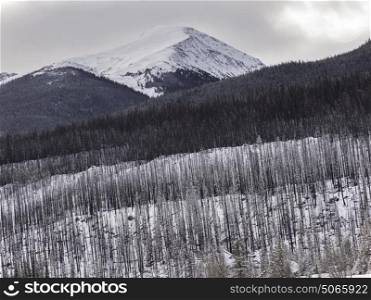Trees with snowcapped mountain in the background, Improvement District No. 12, Maligne Lake, Jasper, Jasper National Park, Alberta, Canada