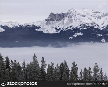 Trees with snowcapped mountain range in the background, Highway 16, Yellowhead Highway, Jasper, Jasper National Park, Alberta, Canada