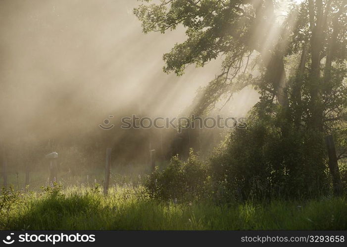 Trees with sunlight through mist at Lake of the Woods, Ontario