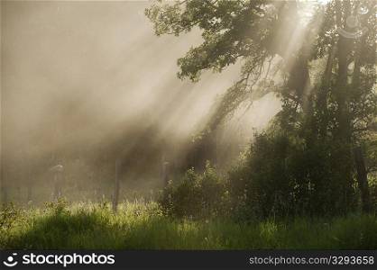 Trees with sunlight through mist at Lake of the Woods, Ontario