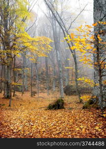 Trees with yellow leaves in autumn forest