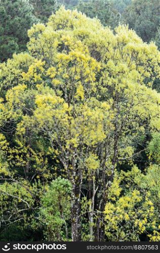 Trees with yellow leaves in the rainforest during the winter of Thailand