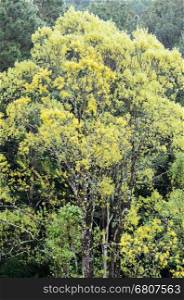 Trees with yellow leaves in the rainforest during the winter of Thailand