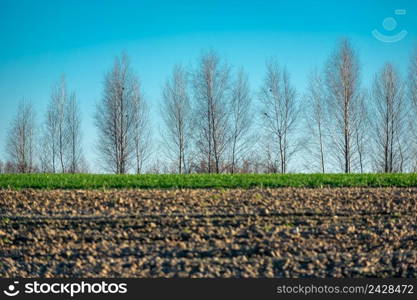 Trees without leaves behind the plowed field, spring day