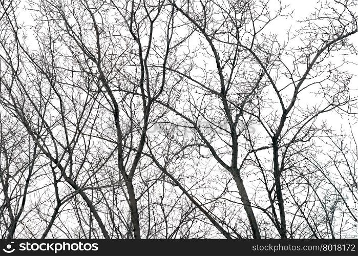 trees without leaves isolated on white background