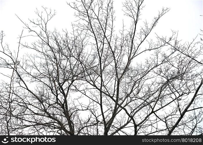 trees without leaves isolated on white background