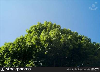 Treetop and blue sky