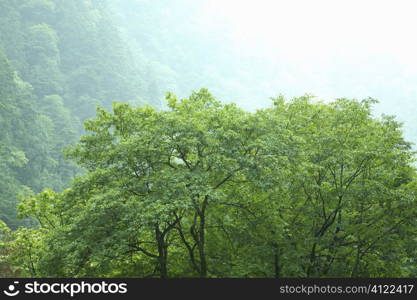 Treetop in hills