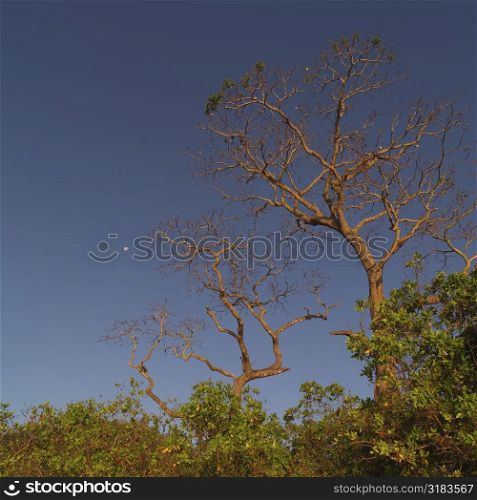 Treetops in Costa Rican