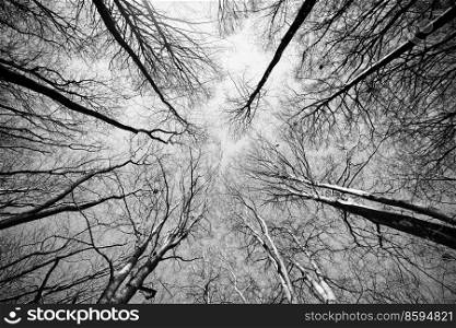 Treetops reaching for the sky in the autumn in monochrome tones