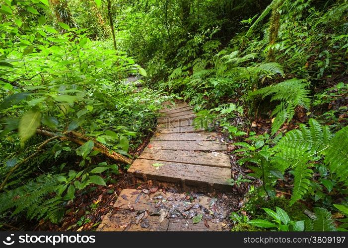 Trekking trail leading through jungle landscape of deep tropical rain forest. Travel background at Doi Inthanon Park, Thailand