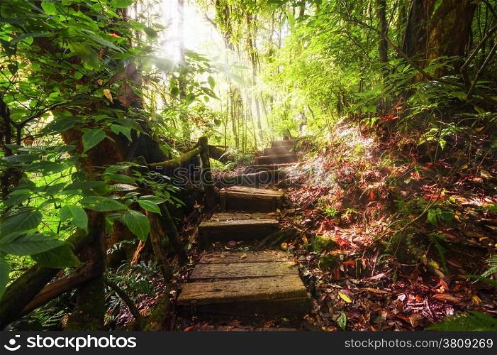Trekking trail leading through jungle landscape of deep tropical rain forest. Travel background at Doi Inthanon Park, Thailand