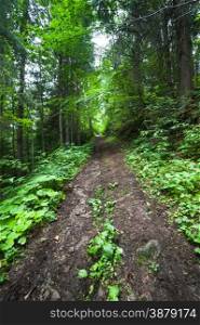 Trekking trail leading through summer landscape of deep highland forest at Carpathian mountains. Ukraine destinations travel background