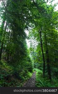Trekking trail leading through summer landscape of pine tree highland forest at Carpathian mountains. Ukraine destinations travel background
