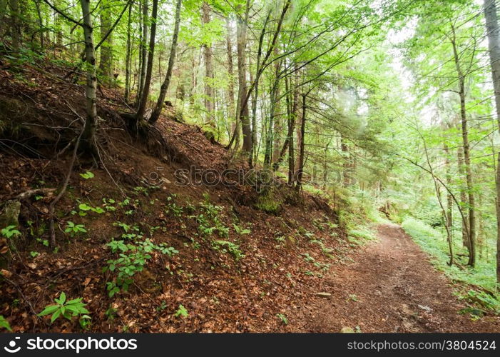 Trekking trail leading through summer landscape of pine tree highland forest at Carpathian mountains. Ukraine destinations travel background