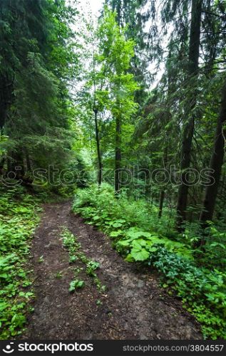 Trekking trail leading through summer landscape of pine tree highland forest at Carpathian mountains. Ukraine destinations travel background