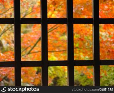Trellis window and autum leaf
