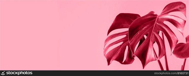 Trending houseplant tropical monstera deliciosa. Leaves of monstera on color pink background. Banner format. Color of the year 2023 - Viva Magenta. Trending houseplant tropical monstera deliciosa. Color of the year 2023 - Viva Magenta