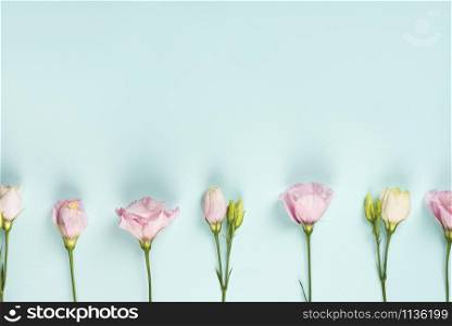 Trendy banner for Valentines Day, International Womens Day or mothers day, Beautiful pink Eustoma branches flat lay on light blue background.. Beautiful pink Eustoma branches flat lay on light blue background.