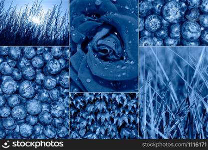 Trendy Collage banner toned in classic blue - color of the 2020 year. Modern Collage with berries, leaves, rose head and grass toned in blue. Modern Collage with berries, leaves, rose head and grass toned in blue