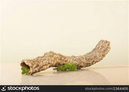 Trendy composition of dried branch and moss on beige background. Abstract podium for organic cosmetic products. Natural stand for presentation and exhibitions