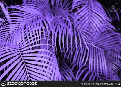 trendy design, nature and background concept - close up of ultra violet palm tree leaves. ultra violet palm tree leaves