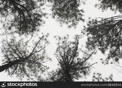 Tress against sky, view from below