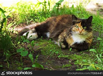 Tri-color cat. Cat with a tricolor coat color lies among the thick green grass.