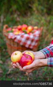 Tria ripe apples in the hands of the gardener. Traditional concept of collecting natural handmade fruits. Tria ripe apples in the hands of the gardener.