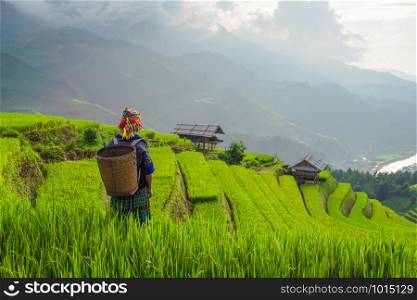 Tribal woman, farmer, with paddy rice terraces, agricultural fields in countryside of Mu Cang Chai, Yen Bai, mountain hills valley in South East Asia, Vietnam. Nature landscape background.