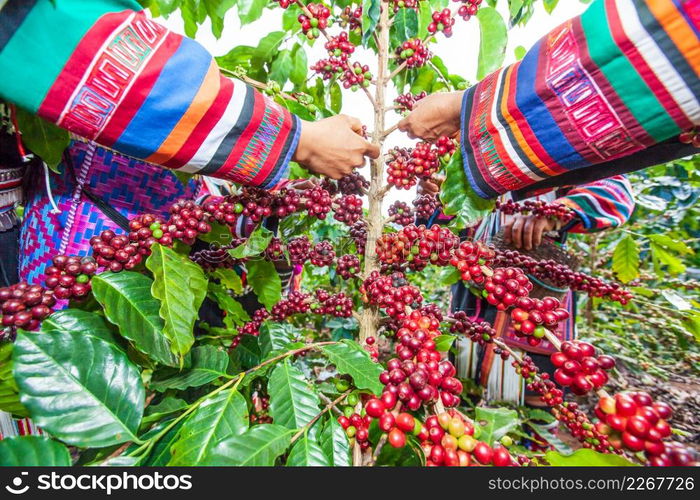 Tribe Akha farmer woman harvesting arabica coffee berries in the tree in organic farm. Akha village, Chiang Rai, northern region of Thailand. Close. Wide angle. Bright light. Summer season.