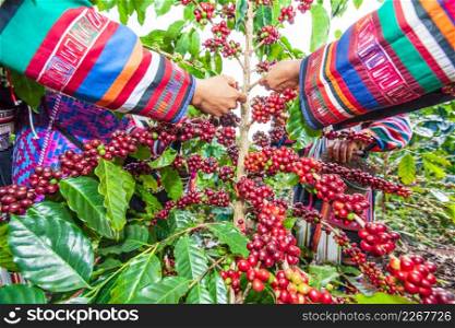Tribe Akha farmer woman harvesting arabica coffee berries in the tree in organic farm. Akha village, Chiang Rai, northern region of Thailand. Close. Wide angle. Bright light. Summer season.