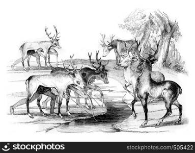 Trick of the Florida Indians to kill deer, vintage engraved illustration. Magasin Pittoresque 1842.