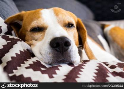 Tricolor beagle Adult dog on sofa in bright room- cute pet photography.. Tricolor beagle Adult dog on sofa in bright room