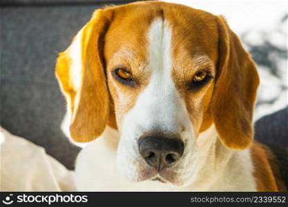 Tricolor beagle Adult dog on sofa in bright room- cute pet photography.. Tricolor beagle Adult dog on sofa in bright room