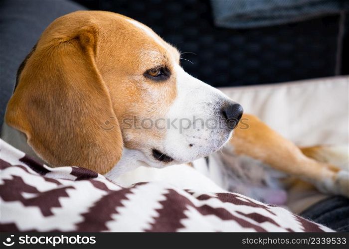 Tricolor beagle Adult dog on sofa relaxing on sun, pet photography.. Tricolor beagle Adult dog on sofa relaxing on sun