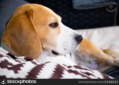 Tricolor beagle Adult dog on sofa relaxing on sun, pet photography.. Tricolor beagle Adult dog on sofa relaxing on sun