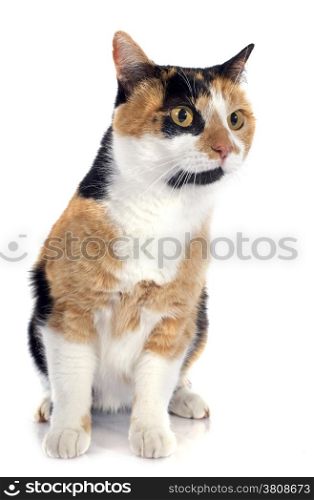 tricolor cat in front of white background