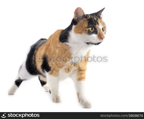 tricolor cat in front of white background