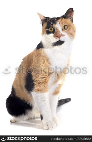 tricolor cat in front of white background