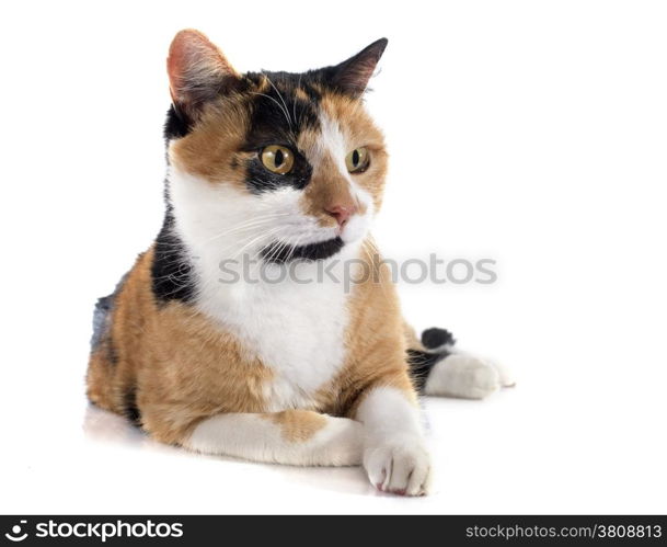 tricolor cat in front of white background